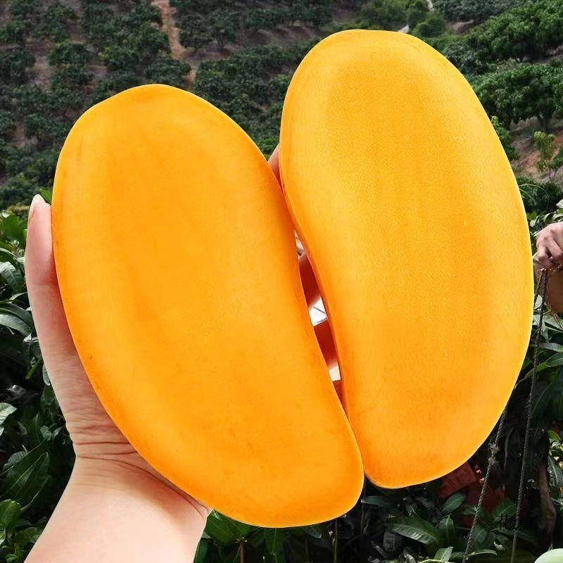 বাংলাদেশের সেরা ফ্রেশ আম অনলাইন | রাজশাহী আম হোম ডেলিভারি – Radanan — product photo 2 — shop Bangladesh | RADANAN