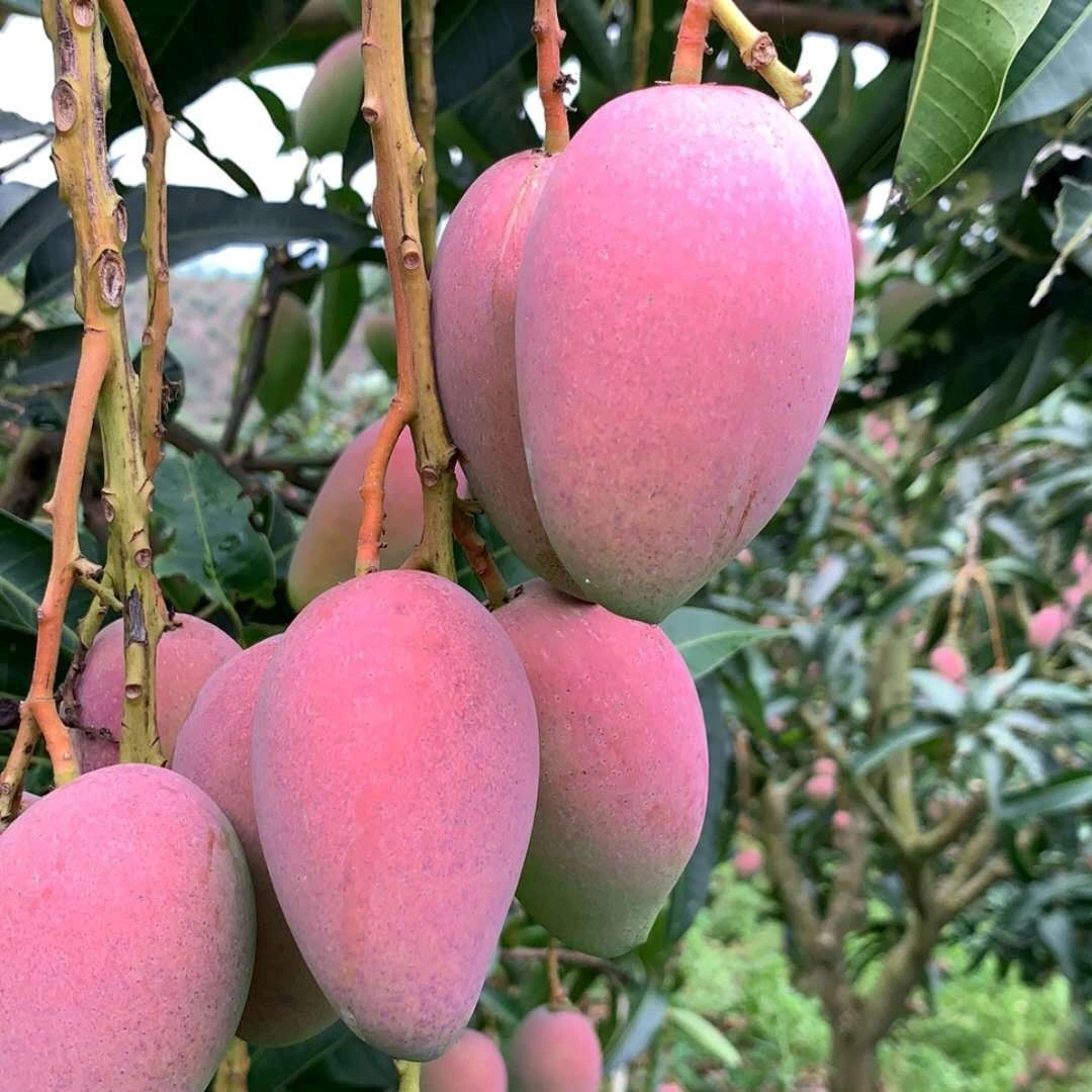 বাংলাদেশের সেরা ফ্রেশ আম অনলাইন | রাজশাহী আম হোম ডেলিভারি – Radanan — product photo 7 — shop Bangladesh | RADANAN